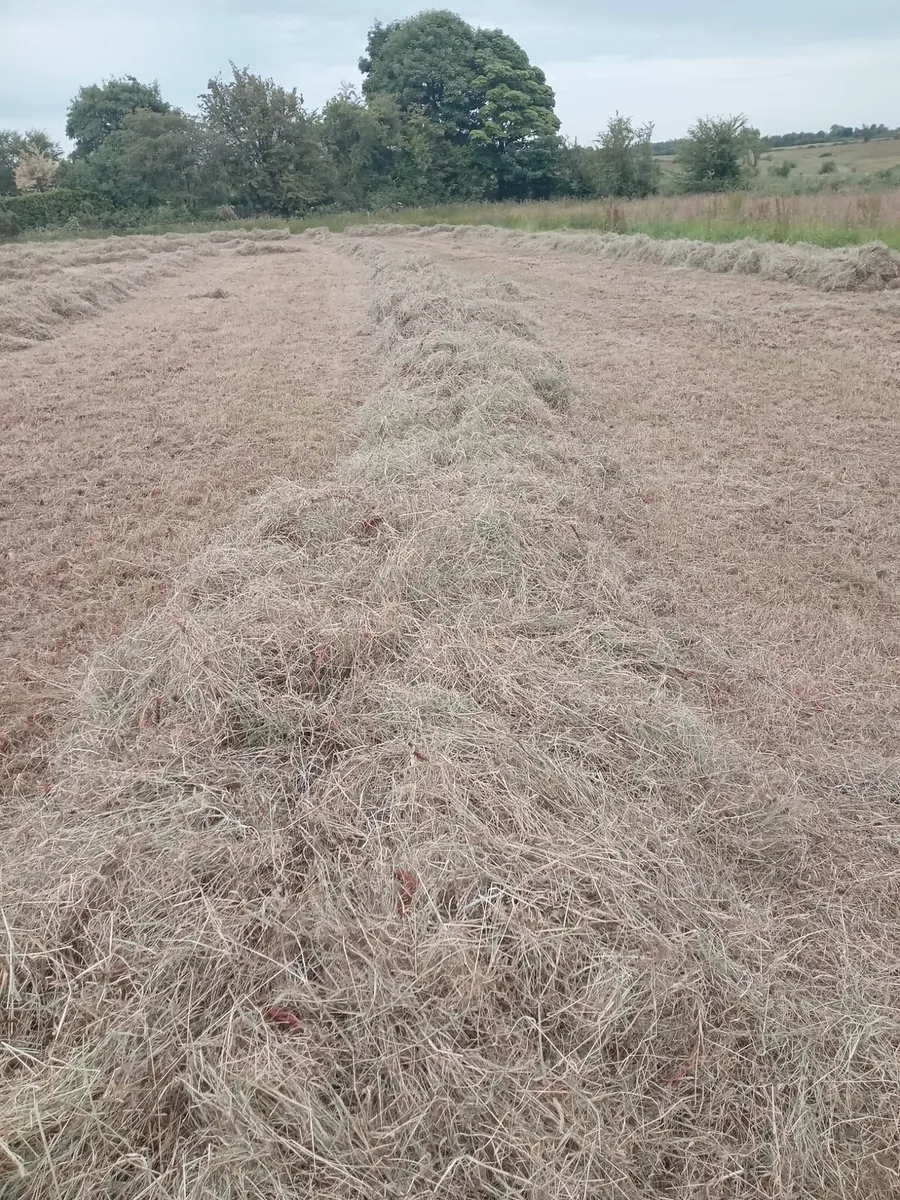 Hay - Image 4