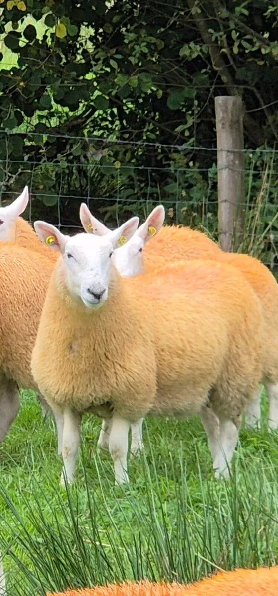 Cheviot ram - Image 4