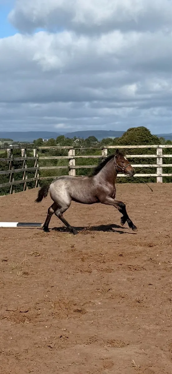 Connemara filly foal - Image 1