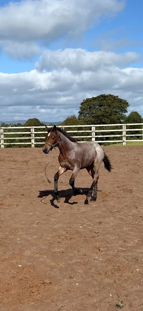 Connemara filly foal - Image 2