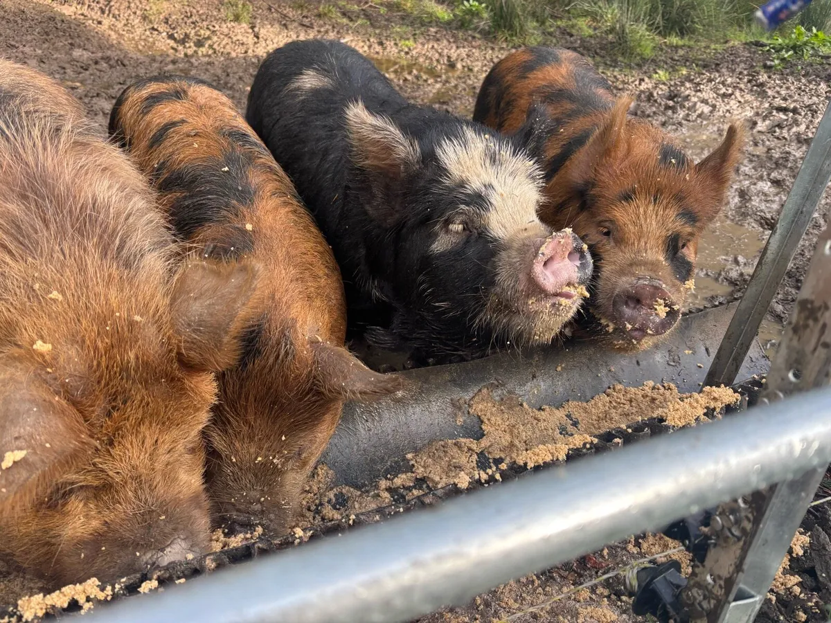 Kune Kune Piglets - 9 months old - Image 4