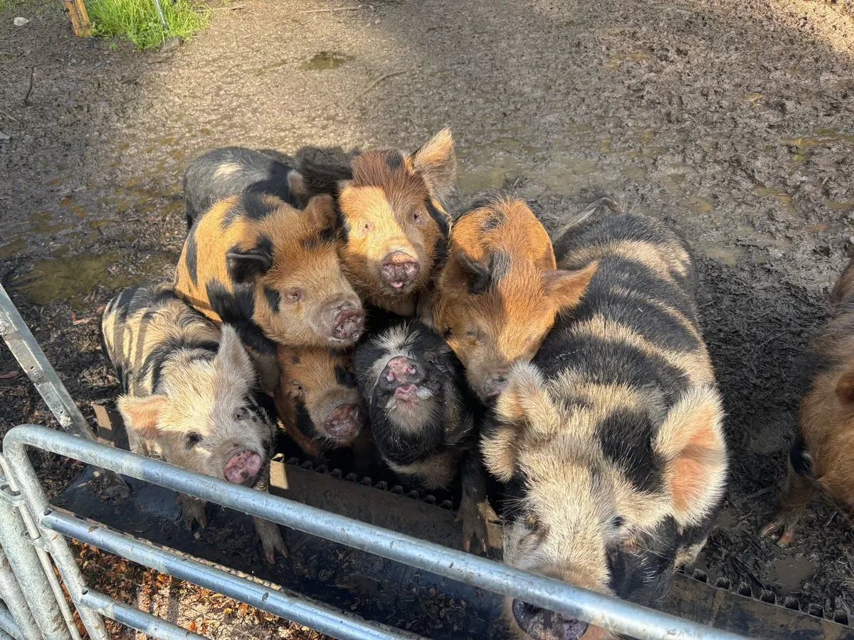 Kune Kune Piglets - 9 months old - Image 2