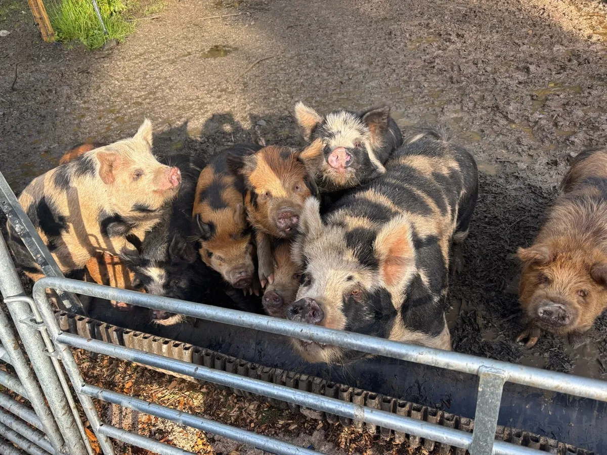 Kune Kune Piglets - 9 months old - Image 3