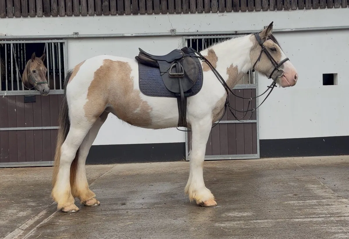 Riding Cobs - Image 1