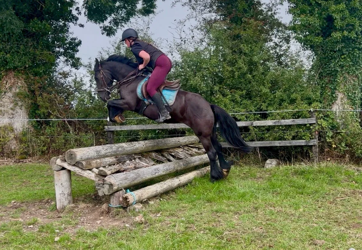 Riding Cobs - Image 2