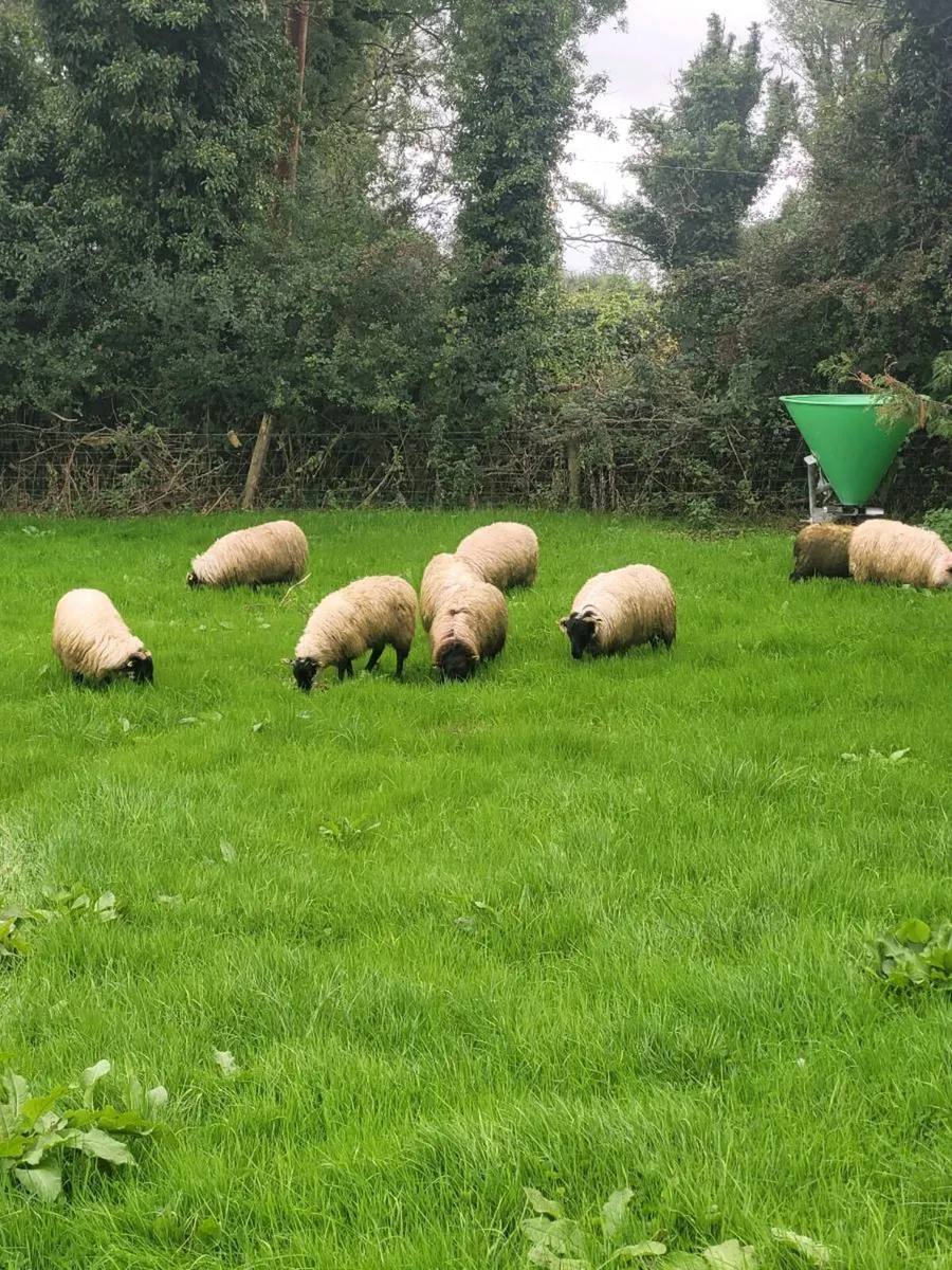 Ewe lambs - Image 3
