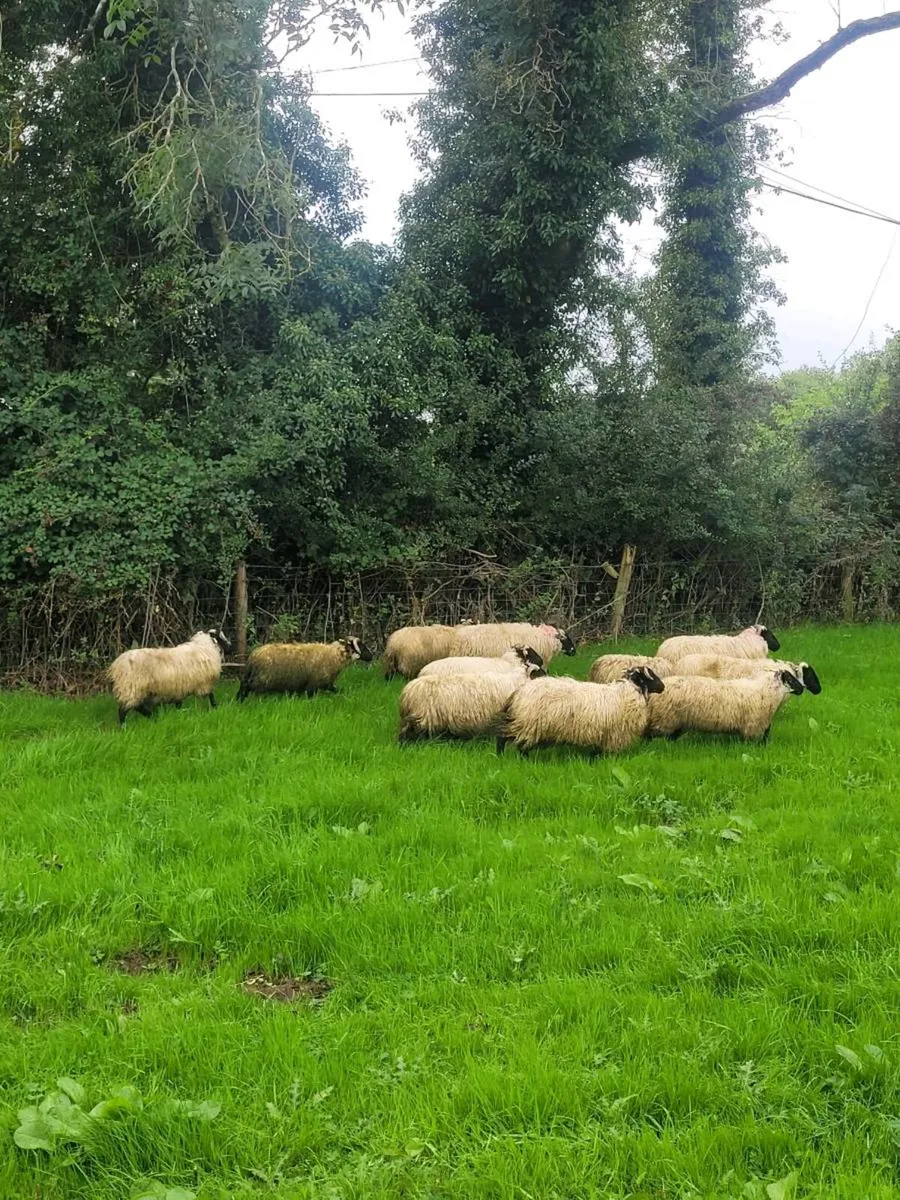 Ewe lambs - Image 4