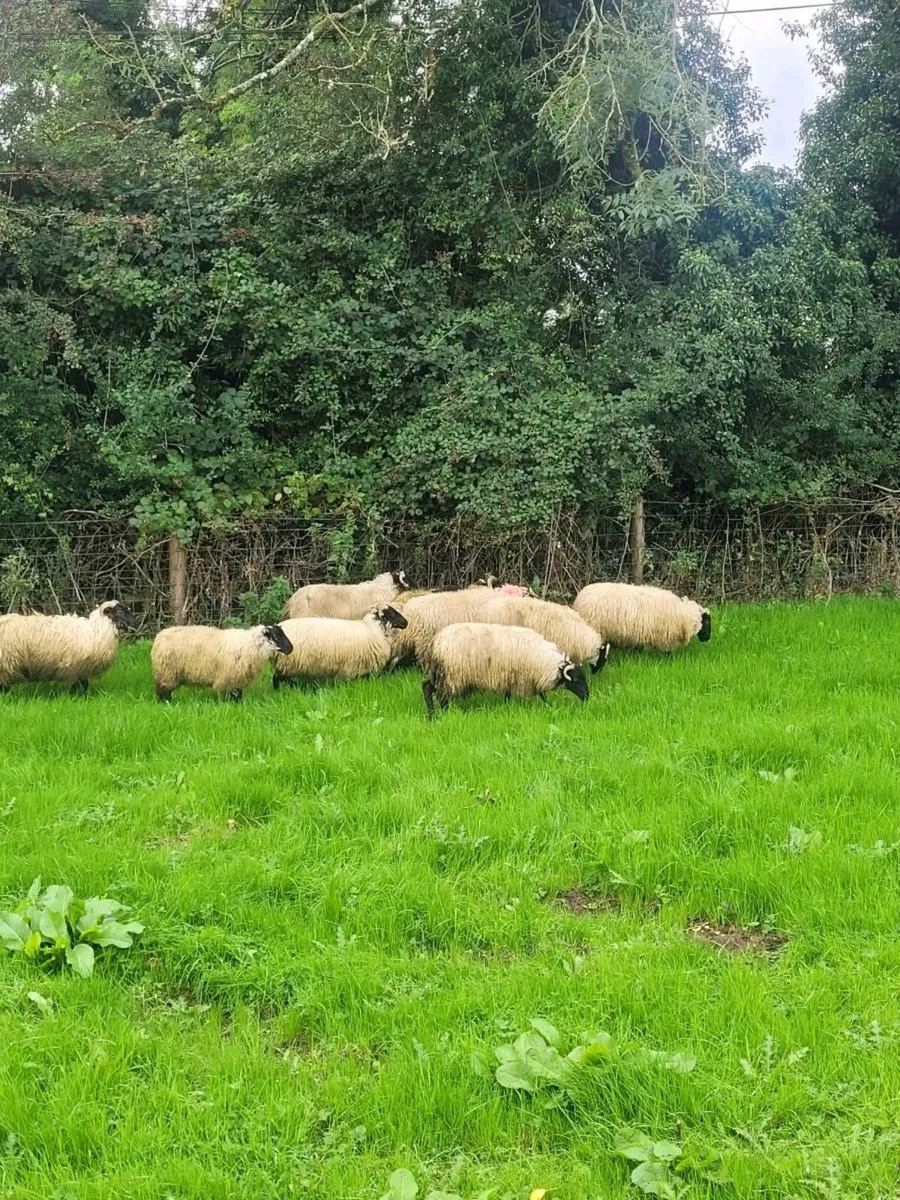Ewe lambs - Image 4