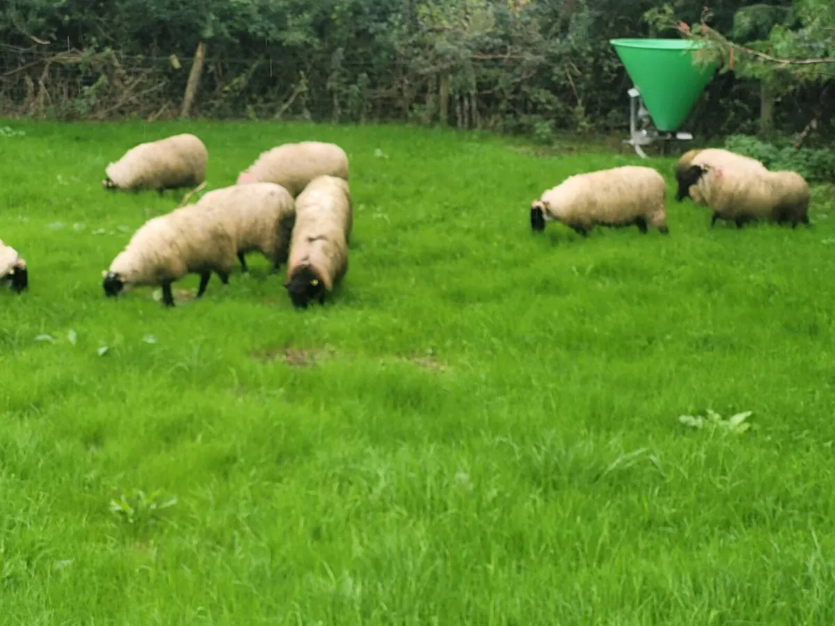 Ewe lambs - Image 2