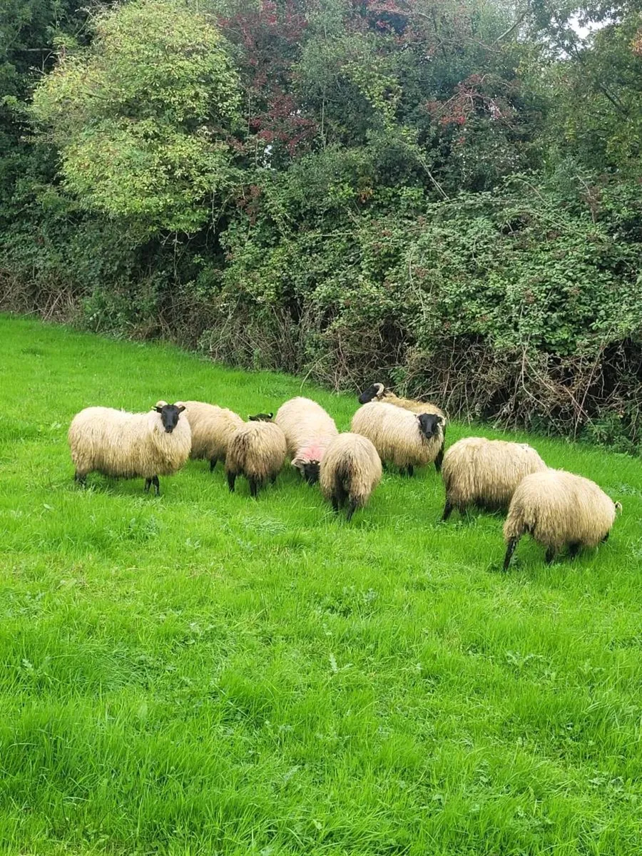 Ewe lambs - Image 1