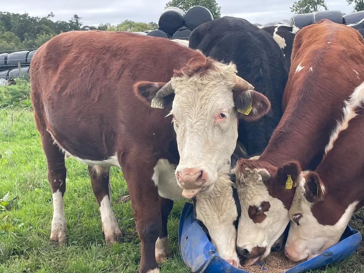 11 super 430 kg Hereford bullocks - Image 2