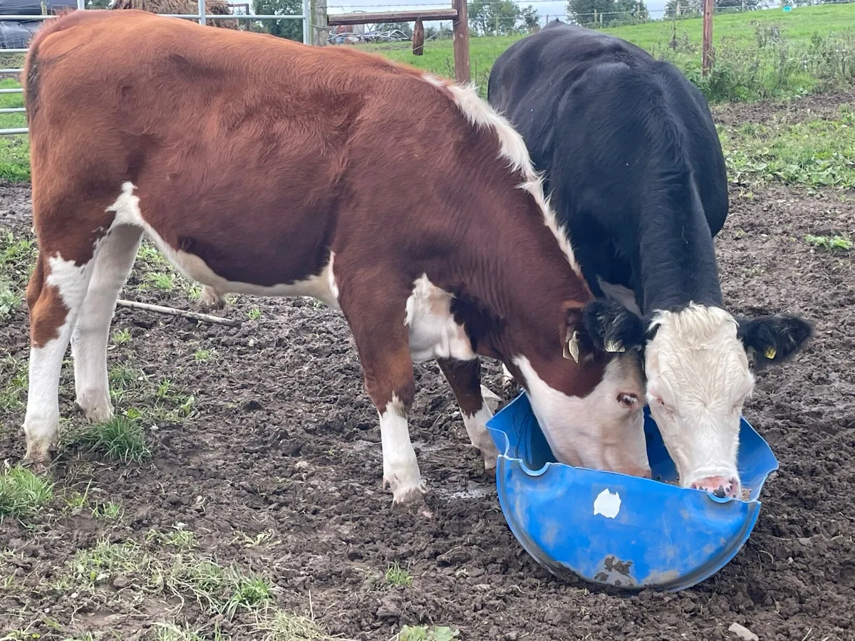 11 super 430 kg Hereford bullocks - Image 3