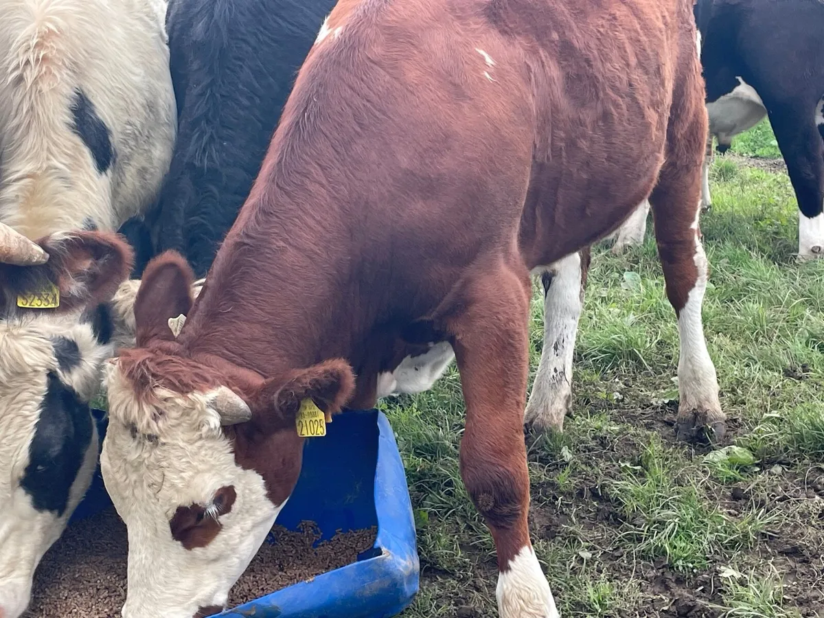 11 super 430 kg Hereford bullocks - Image 4