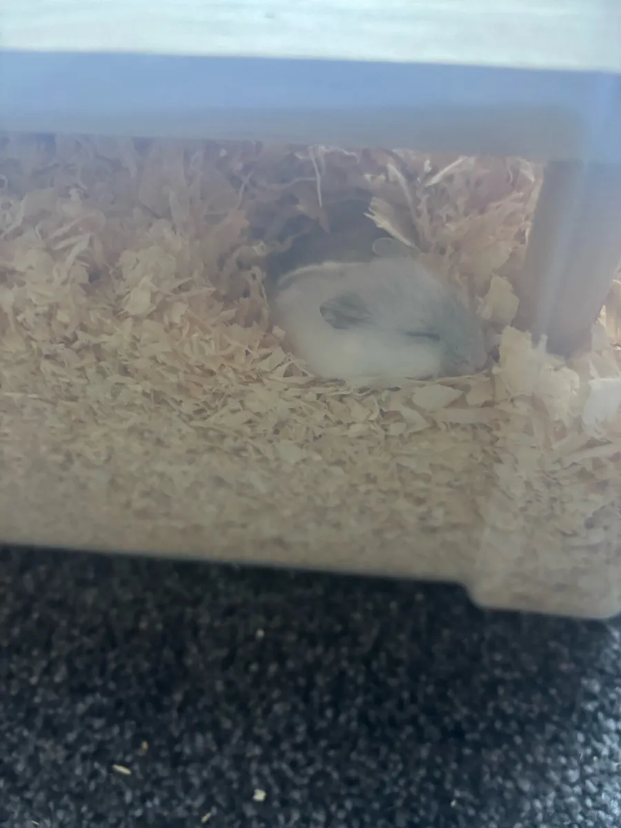 1 Baby hamster left - Image 4