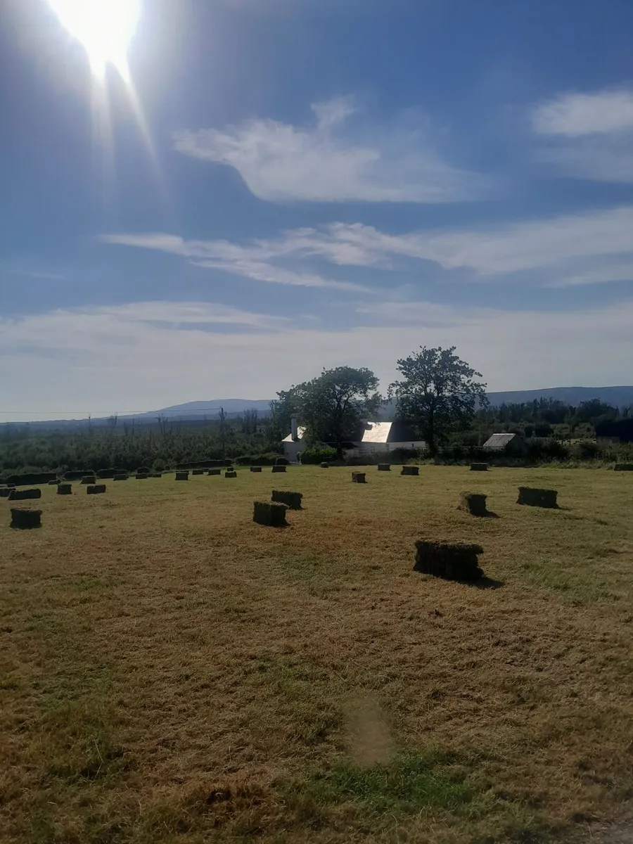 Hay - Image 4