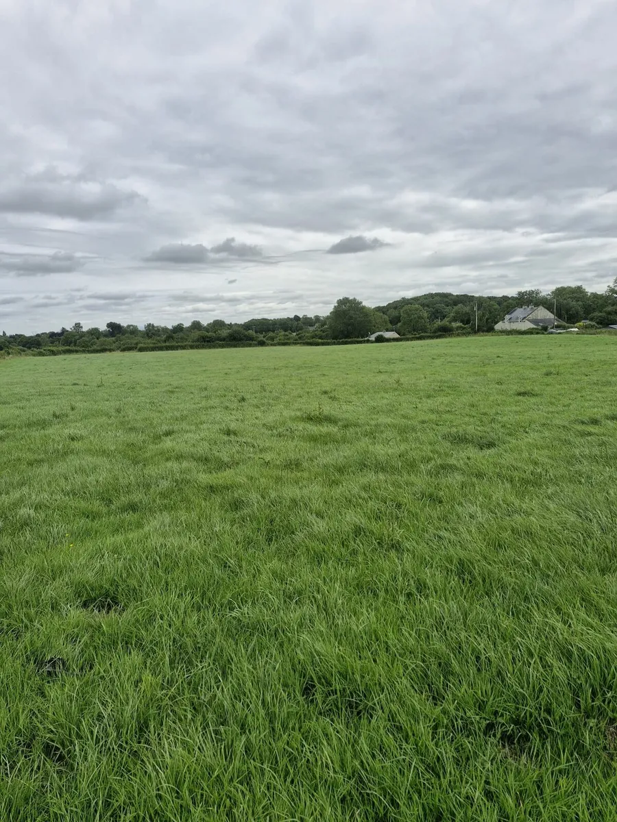 haylage - Image 2