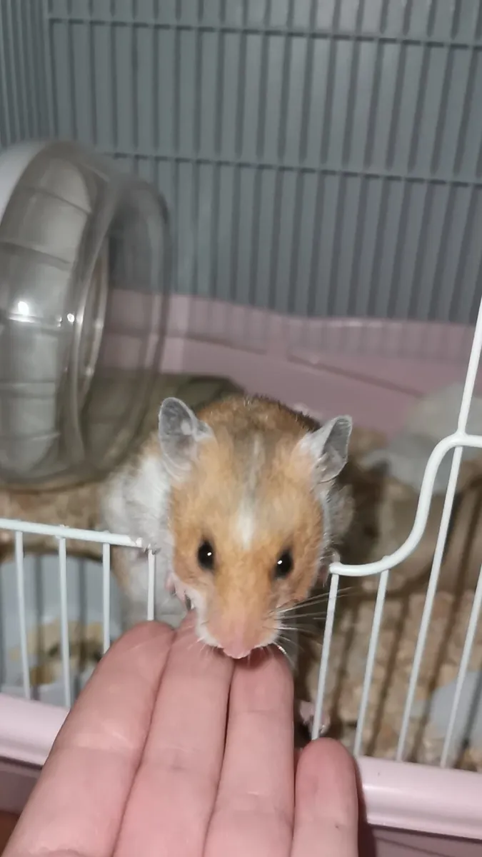 Syrian Hamster & Bunny - Image 1
