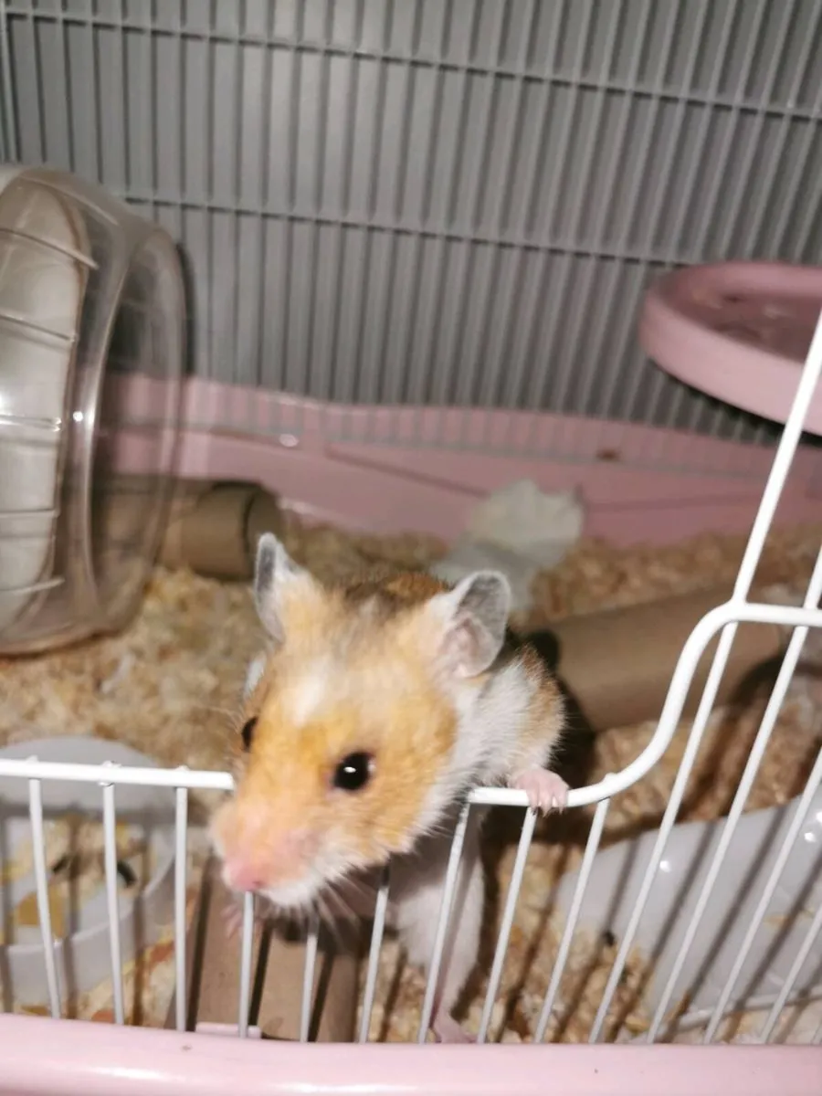Syrian Hamster & Bunny - Image 2