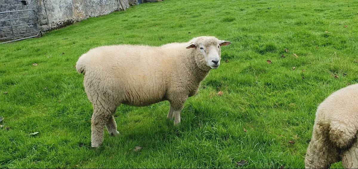 Purebred Galway  Hogget  Ram - Image 2
