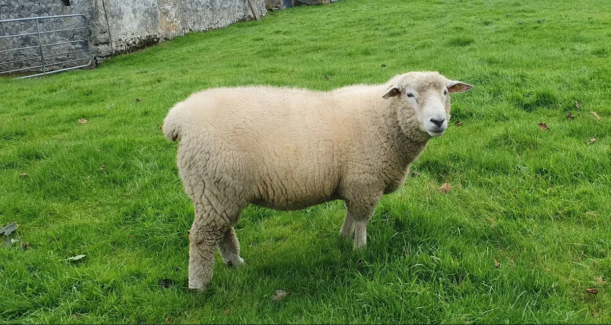 Purebred Galway  Hogget  Ram - Image 1