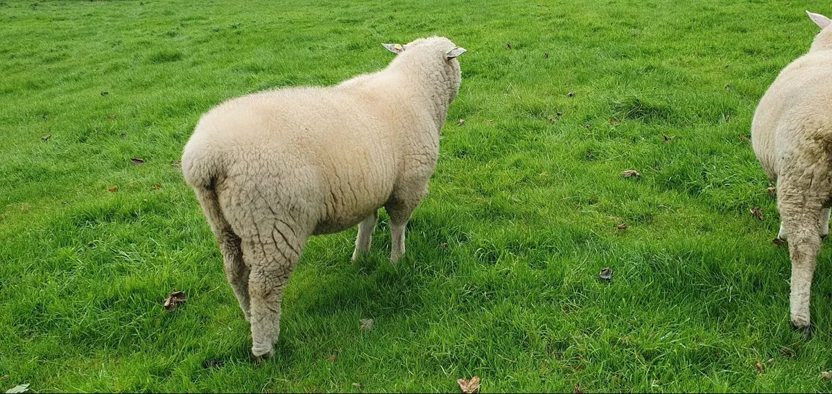 Purebred Galway  Hogget  Ram - Image 3
