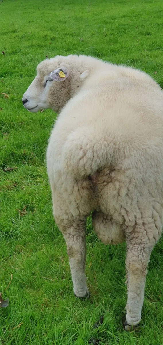 Purebred Galway  Hogget  Ram - Image 4
