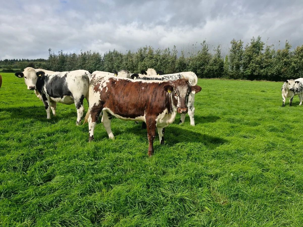 Speckle Park Heifers - Image 2