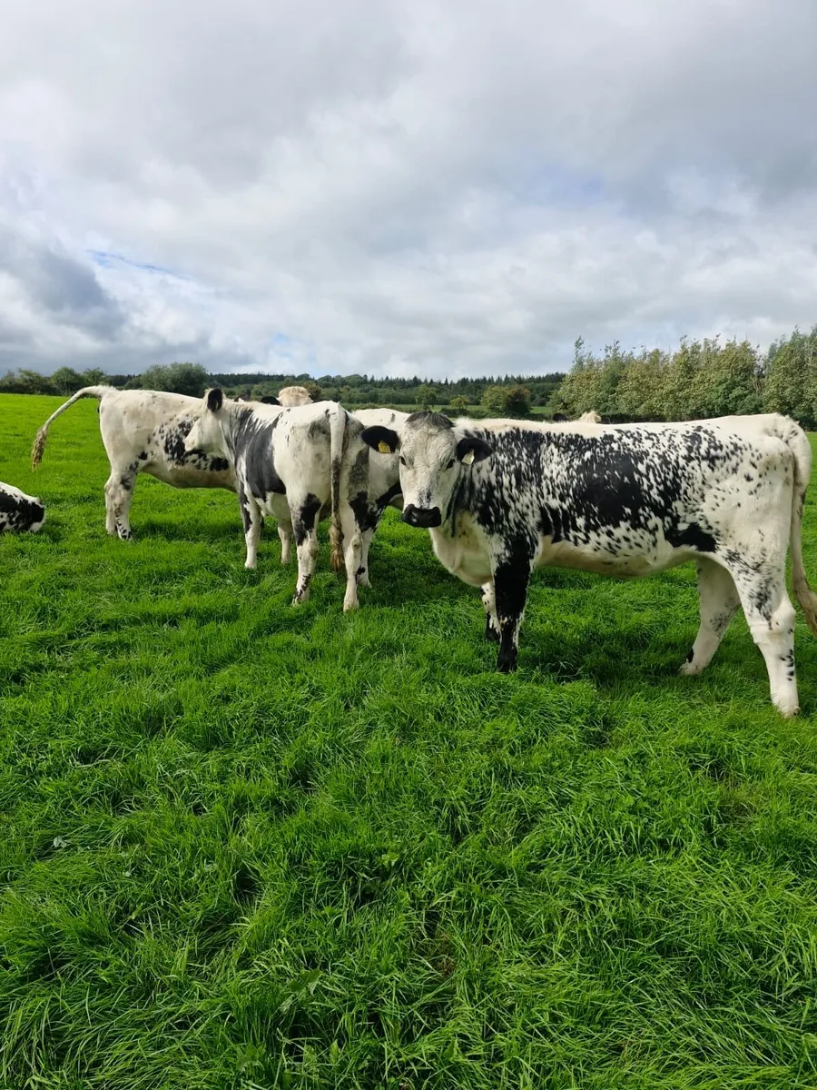 Speckle Park Heifers - Image 3