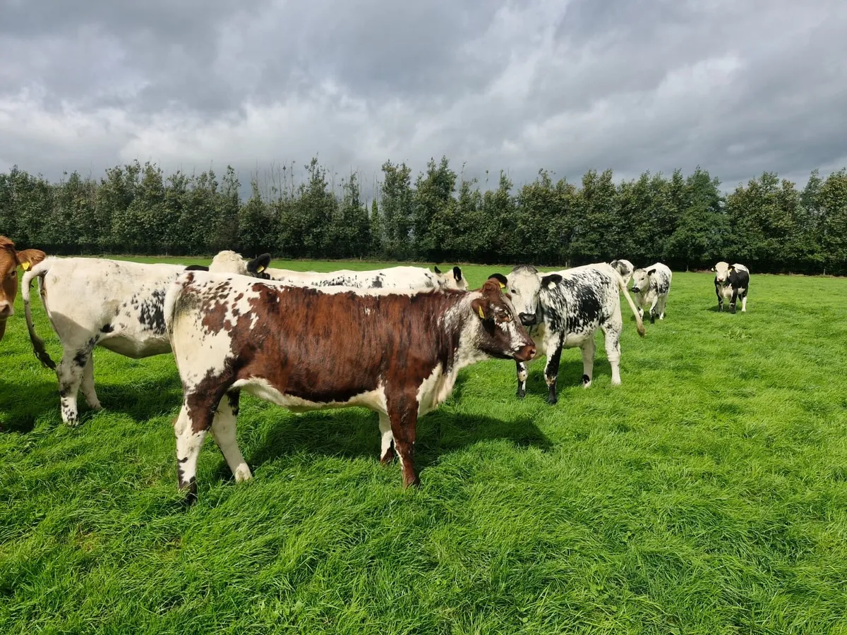 Speckle Park Heifers - Image 4