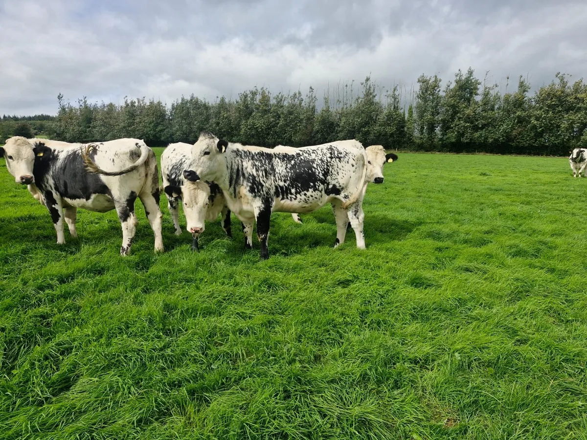 Speckle Park Heifers - Image 1
