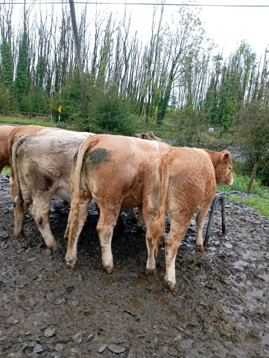 Cattle - Image 1