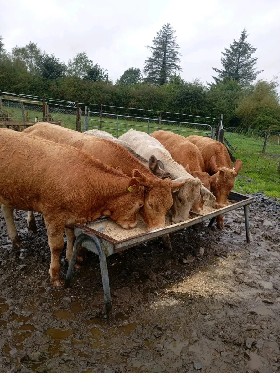 Cattle - Image 2