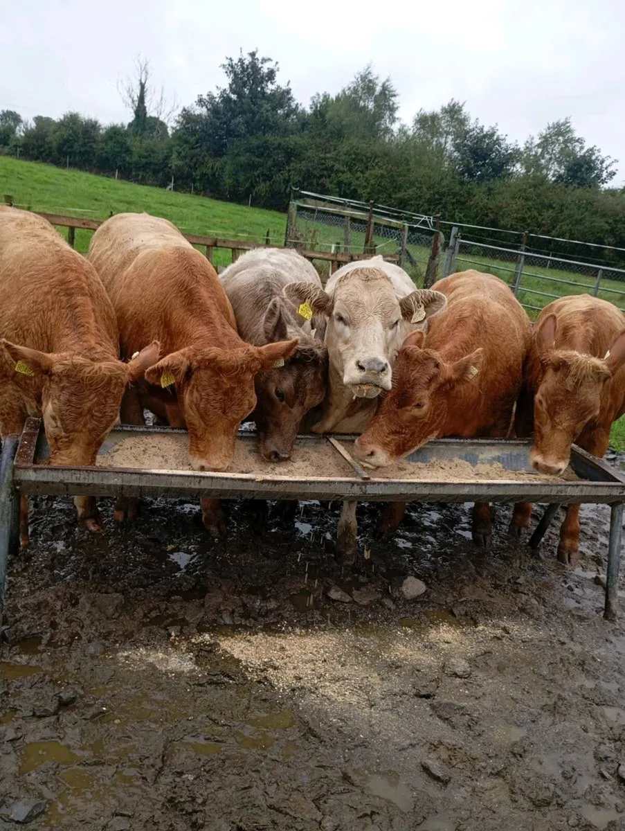 Cattle - Image 3
