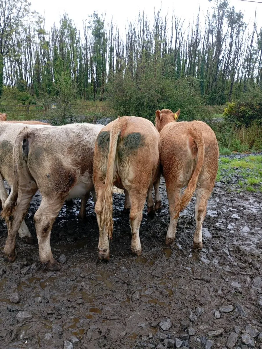 Cattle - Image 4