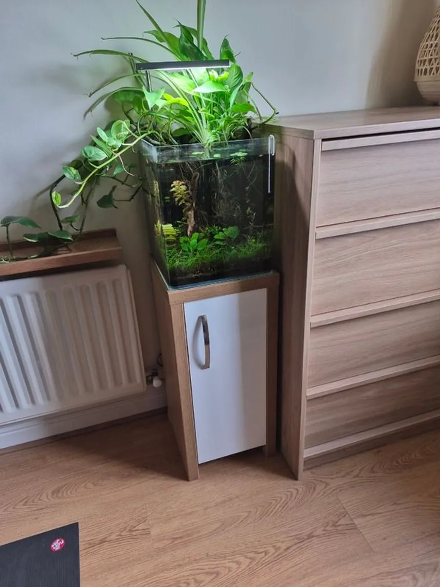 White Glass Aquarium (Complete Set-up) - Image 1