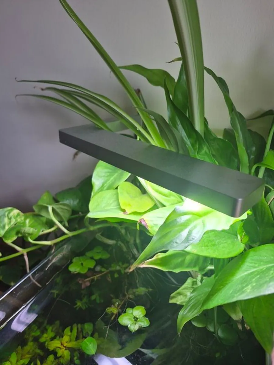 White Glass Aquarium (Complete Set-up) - Image 2