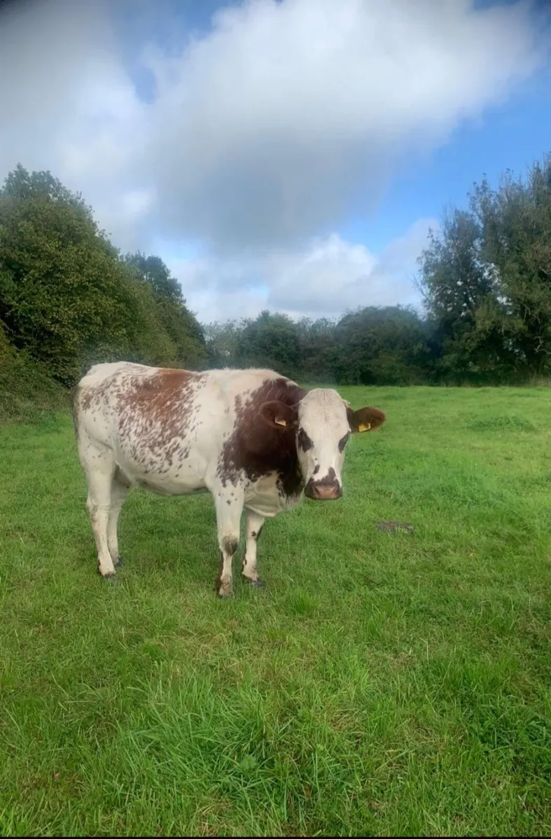 Heifer - Image 1