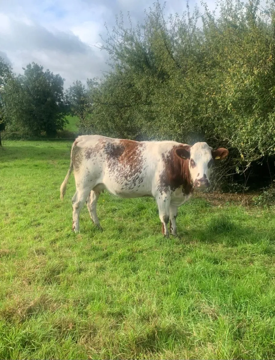 Heifer - Image 2