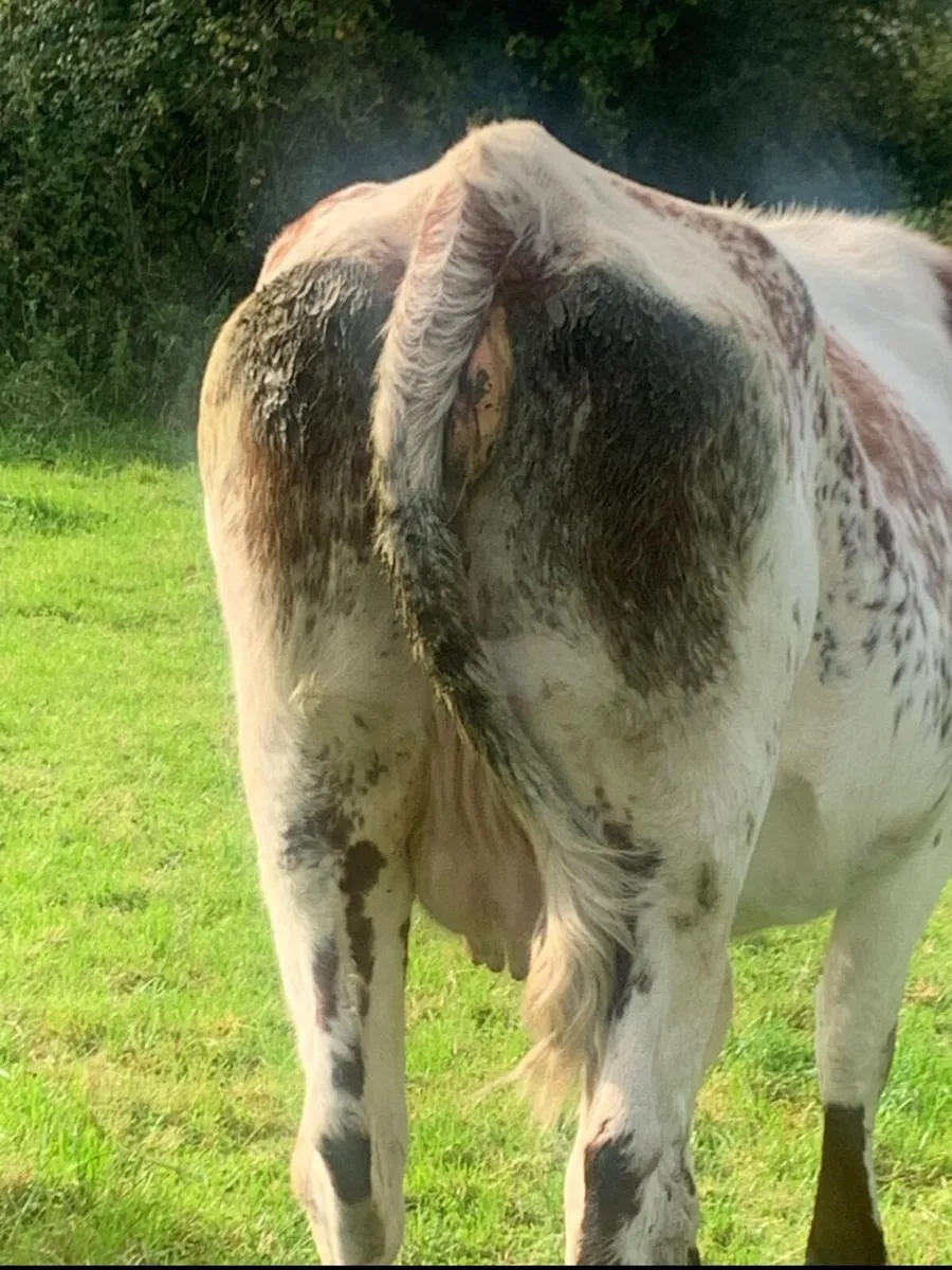 Heifer - Image 3