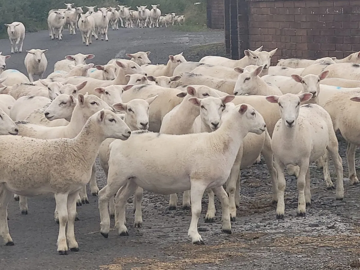 Easycare Ewe Lambs