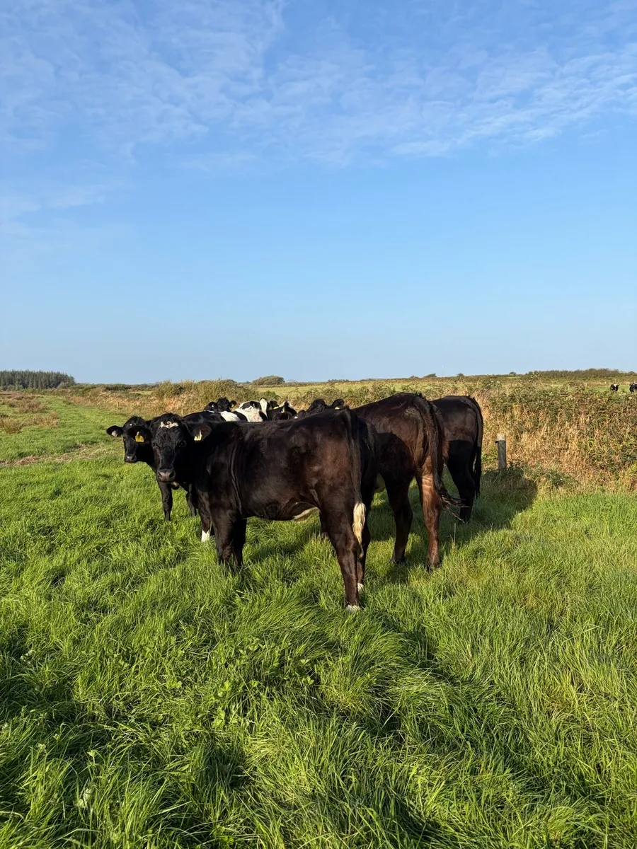 5 X Limousin Heifers High CBV % - Image 4