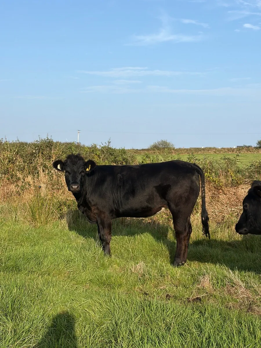 5 X Limousin Heifers High CBV % - Image 1
