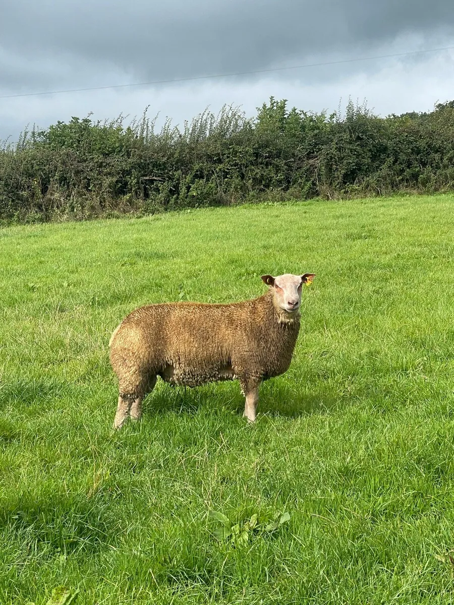Lot 2 & 28 Ballinasloe Charollais Sheep Sale - Image 2