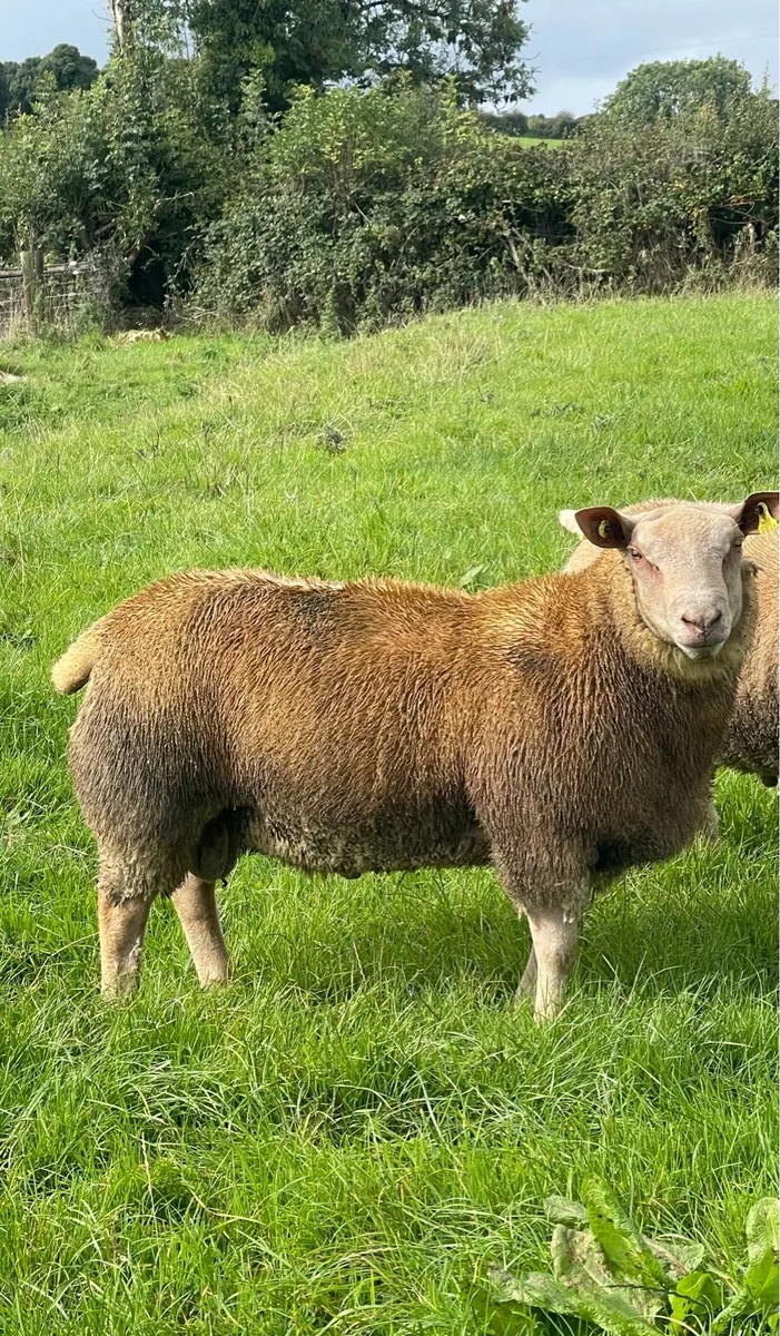 Lot 2 & 28 Ballinasloe Charollais Sheep Sale - Image 4