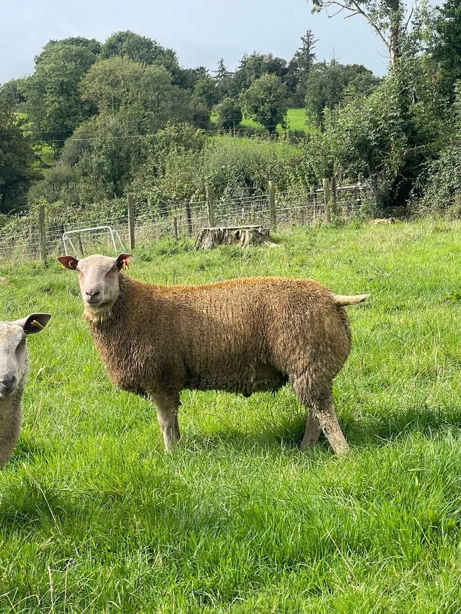 Lot 2 & 28 Ballinasloe Charollais Sheep Sale - Image 3