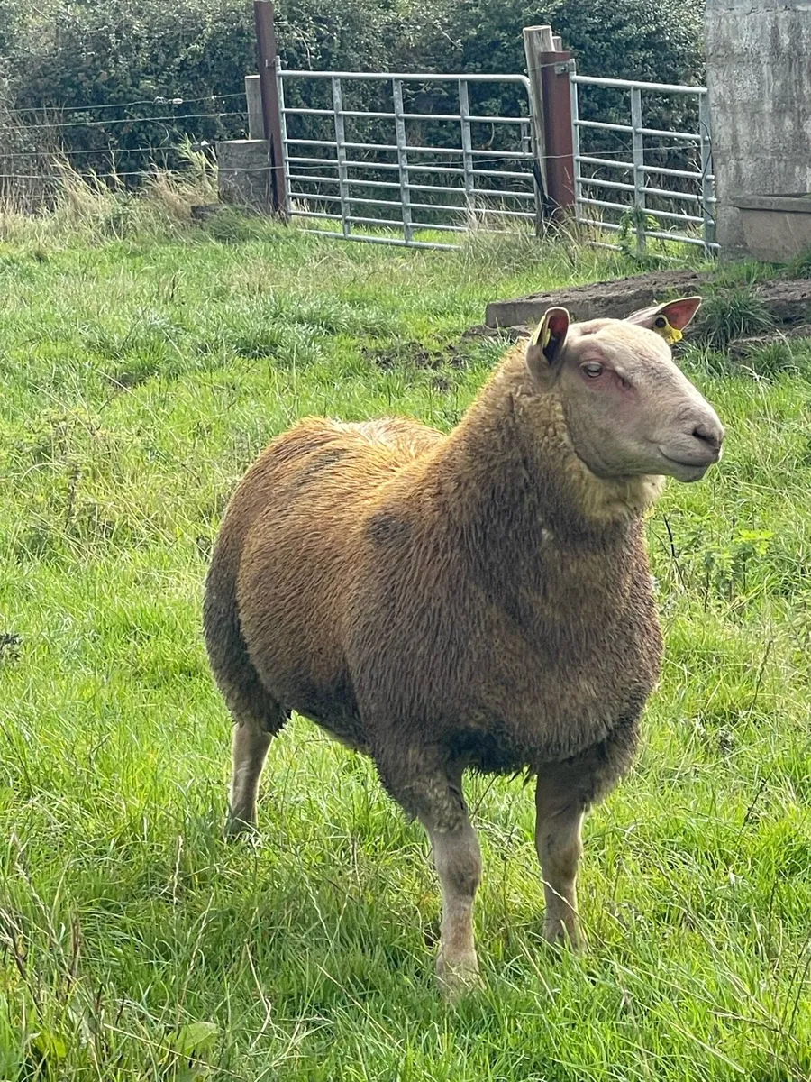 Lot 2 & 28 Ballinasloe Charollais Sheep Sale - Image 1