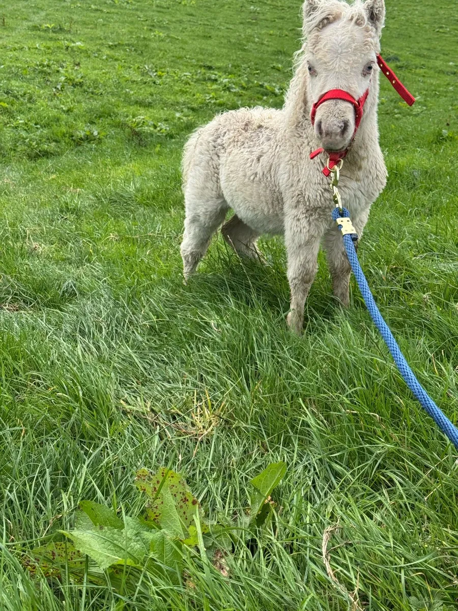 Minature palamino foal - Image 2