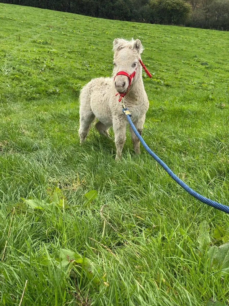 Minature palamino foal - Image 1