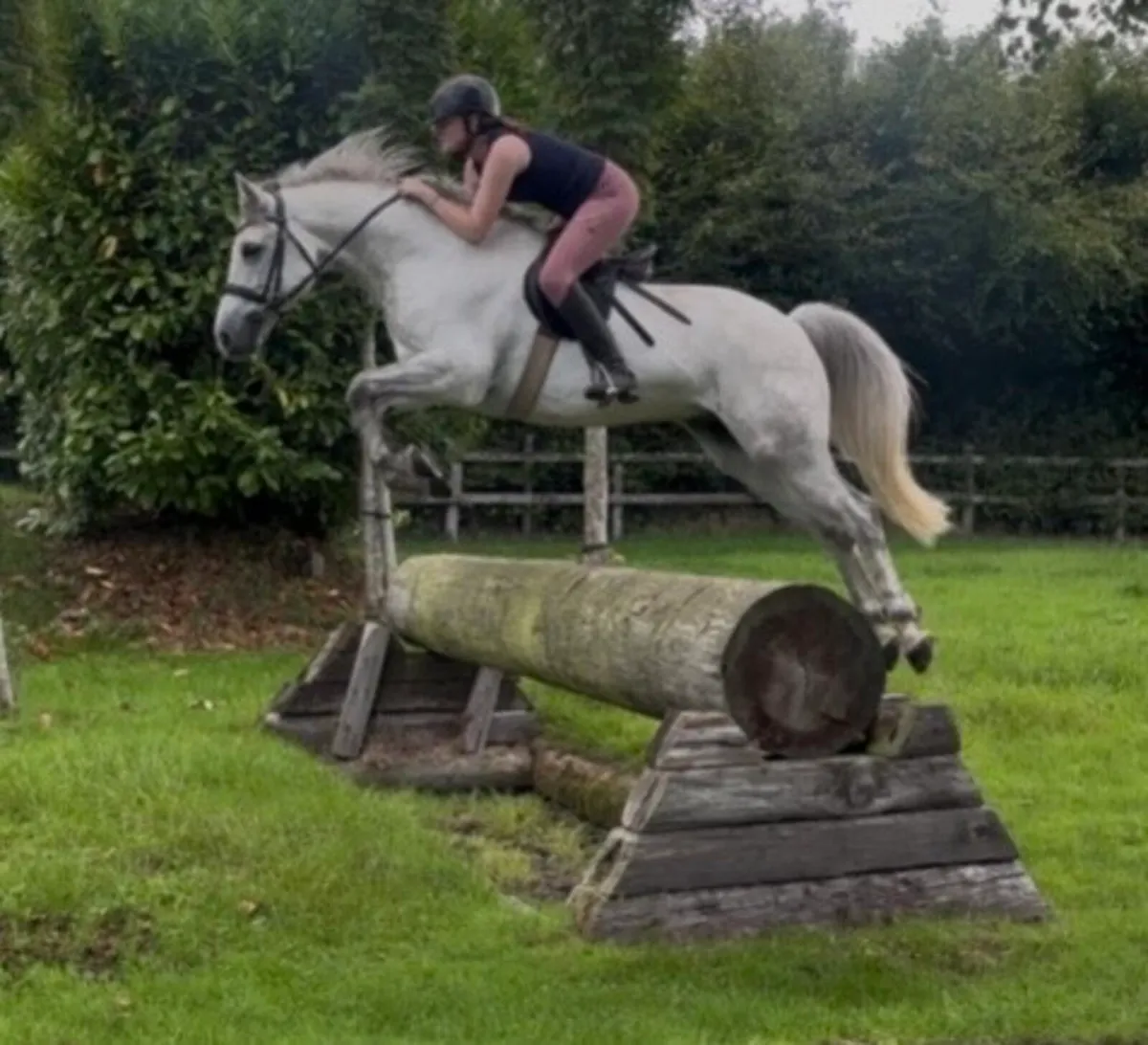 14.2 Connermara Gelding - Image 1