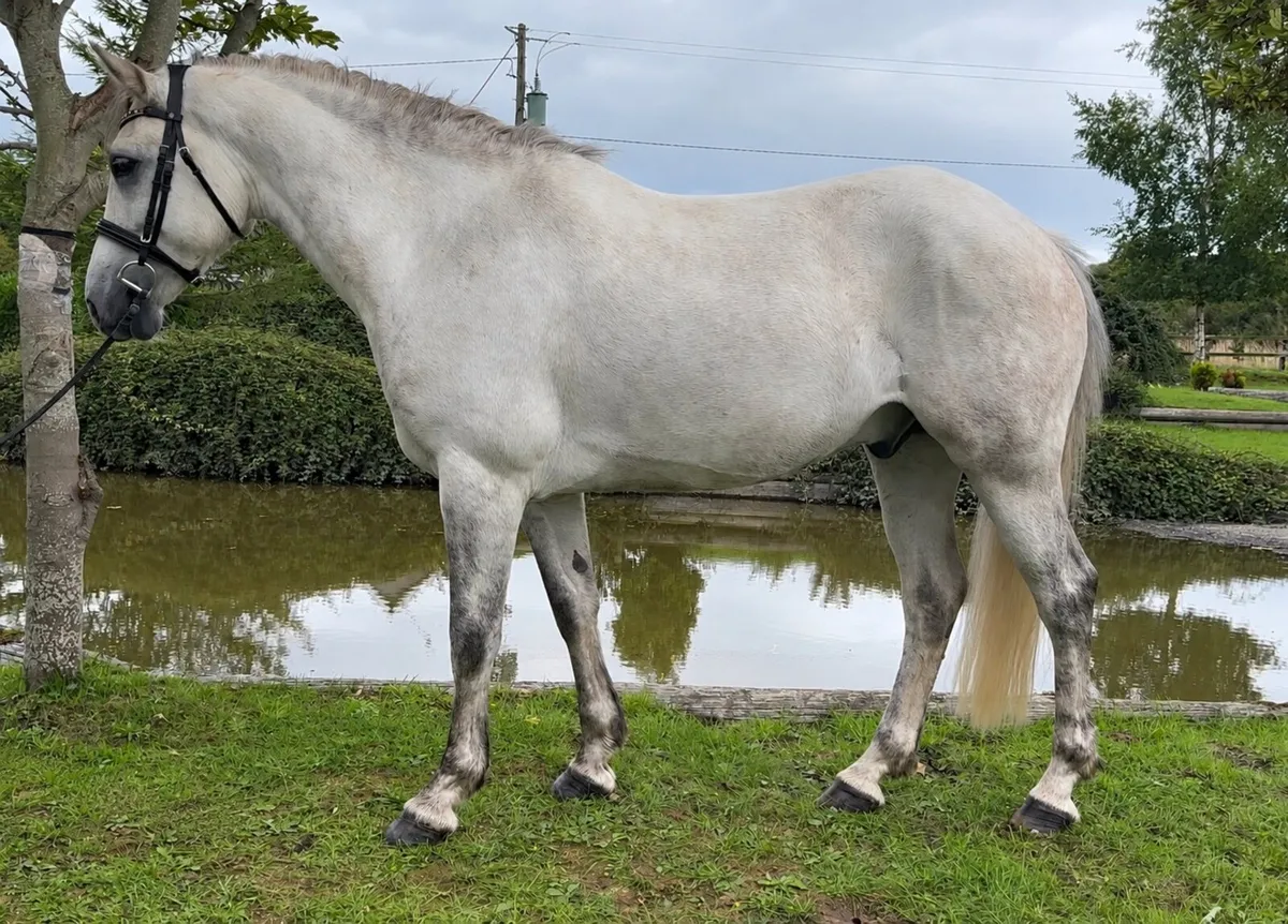 14.2 Connermara Gelding - Image 2